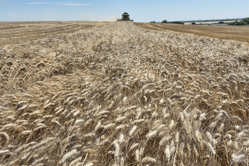 Ceny pšenice sa tretí deň po sebe posilnili o maximálne povolený limit